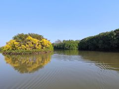 -大湾区中央湿地公园