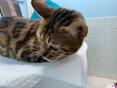-纳吉亚猫专科动物医院博雅分院