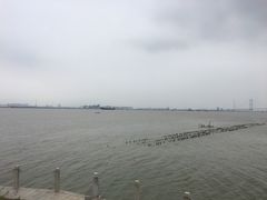 -海鸥岛
