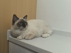 -瑞派·关忠动物医院·猫专科·犬专科(三环新城店)