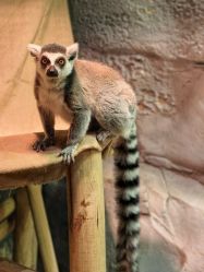 -Zoolung Zoolung动物主题公园(海信广场店)