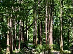 -上海共青森林公园