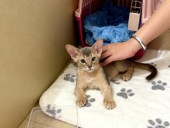 -欣宠猫屋·矮脚拿破仑·蓝金金渐层