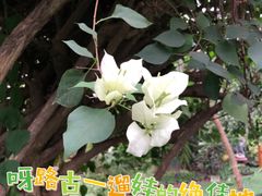 -呀路古热带植物园