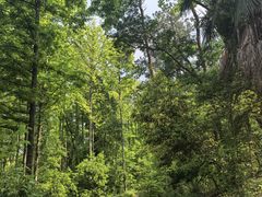 -青龙山国家森林公园