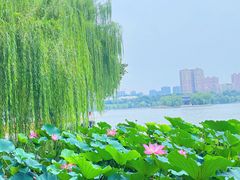 -济南大明湖景区