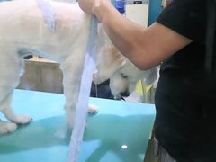 -瑞派宠物医院(搏威敦和院)