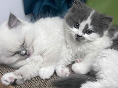 -安安宠医宠物医院·异宠·犬猫内科(岳阳分院)