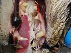 -纳吉亚猫专科动物诊疗中心(蒋宅口分院)