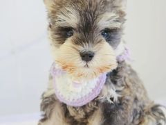 -翊宠yipet猫狗购宠庄园犬舍•猫舍