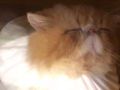 -more than meow吴止猫主题餐厅(承德 中船汇店)