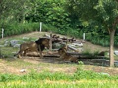 -北京野生动物园