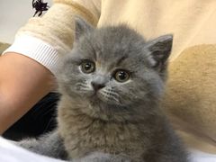 -喵zoo家庭繁育猫舍(尖东智能花园店)