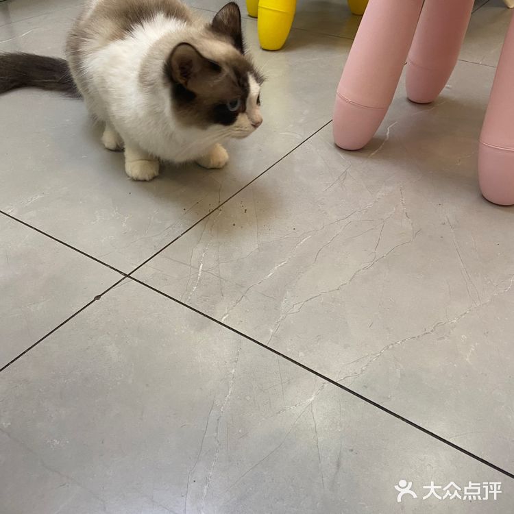 猫咖