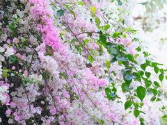 -深圳国际园林花卉博览园