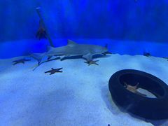 -太平洋海底世界