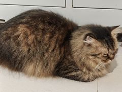 -平行世界·猫咖(首经贸店)