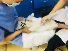 -美联众合动物医院(·中兽医·疑难杂症·严家桥分院)