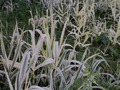 -洋湖国家湿地公园