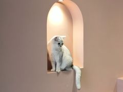 -猫儿山۰猫主题餐厅