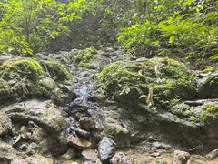 -西双版纳原始森林公园