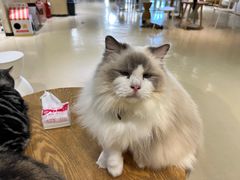 -藏猫猫咖啡主题馆(中央大道店)