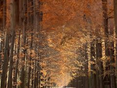 -黄海国家森林公园