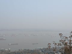 -三猫黑鱼花(南大店)