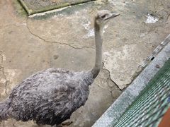 -栾川竹海野生动物园