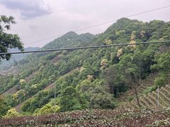 -西湖风景区十里琅珰-五云山