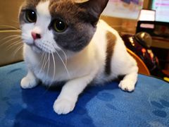 -北京观赏动物医院·24小时大型综合·猫专科·异宠专科