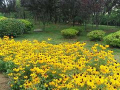 -琴岛骨里香(宁夏路店)