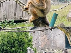 -大连森林动物园