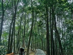 -南山植物园
