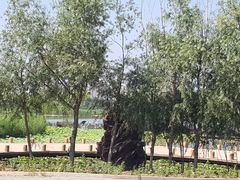 -绿堤公园