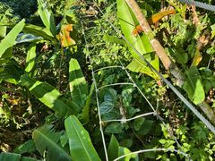 -海南白石岭旅游区