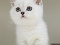 -lincat·猫舍(广州店)