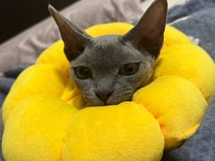 -瑞派·关忠动物医院·猫专科·犬专科(三环新城店)