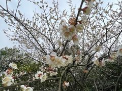 -橘子洲景区