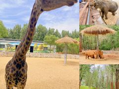 -北京野生动物园