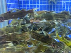 -香山湖渔家大院