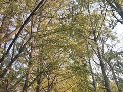 -八大关景区