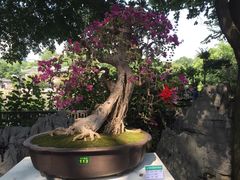-柳侯公园