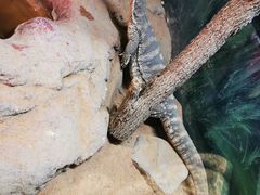 -费瑟代尔野生动物园