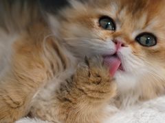 -翊宠yipet猫狗购宠庄园犬舍•猫舍