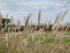 -海棠花溪(元大都城垣遗址公园)