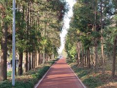 -上海长兴岛郊野公园