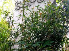 -新江湾城公园