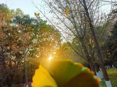 -长白岛森林公园