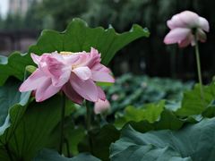 -陈家山荷花公园